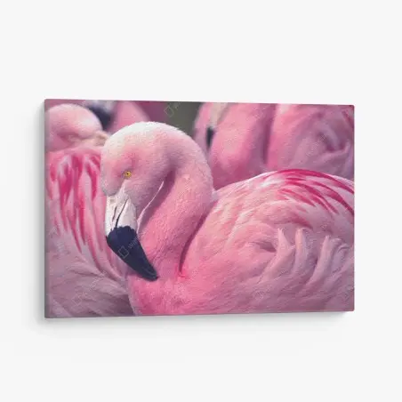 Leinwandbild rosa flamingo nahaufnahme – Wallnifity®