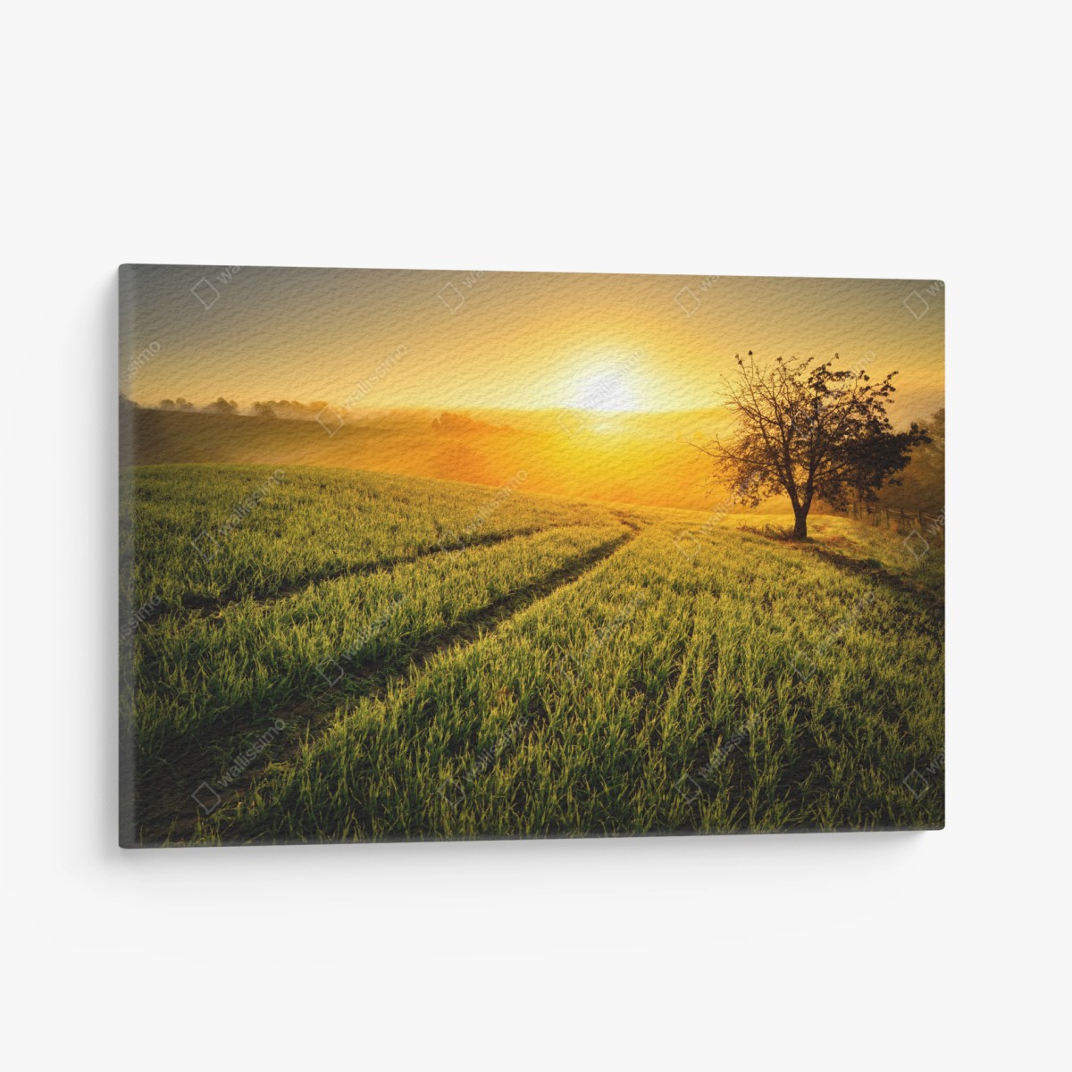 Leinwandbild sonnenbeschienene wiese im frühlicht – Wallnifity®