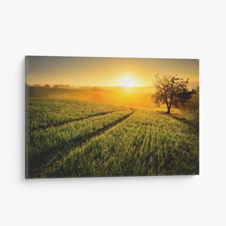 Leinwandbild sonnenbeschienene wiese im frühlicht – Wallnifity®