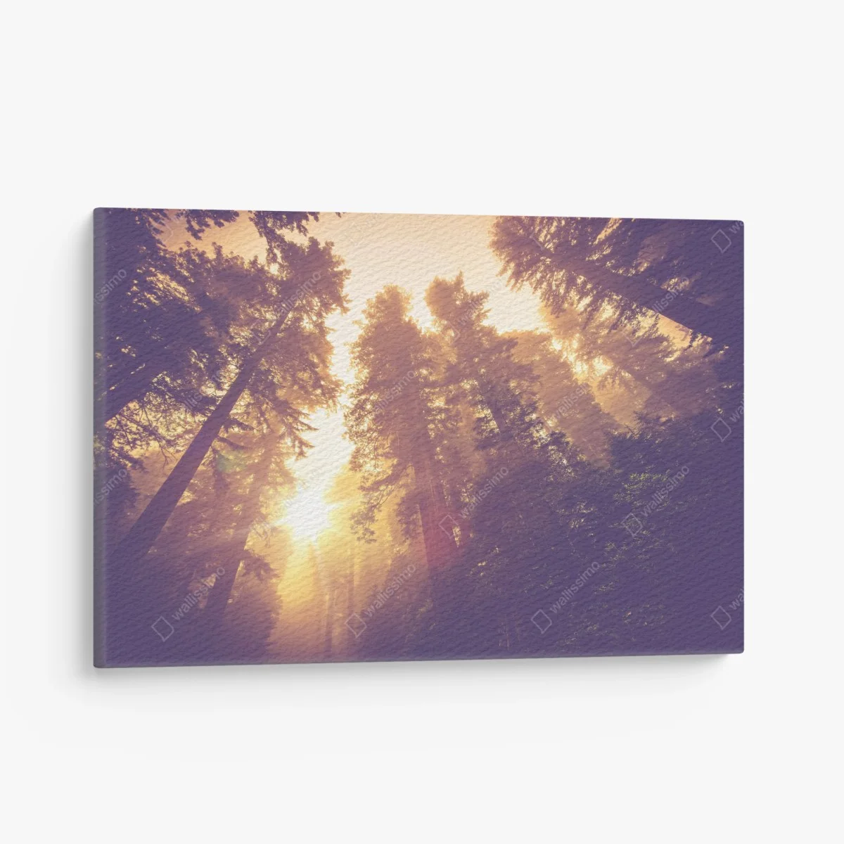 Leinwandbild nebeliger mamutbaumwald im goldenen vintagelicht – Wallnifity® Leinwandbild nebeliger mamutbaumwald im goldenen vintagelicht – Wallnifity®