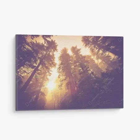 Leinwandbild nebeliger mamutbaumwald im goldenen vintagelicht – Wallnifity®