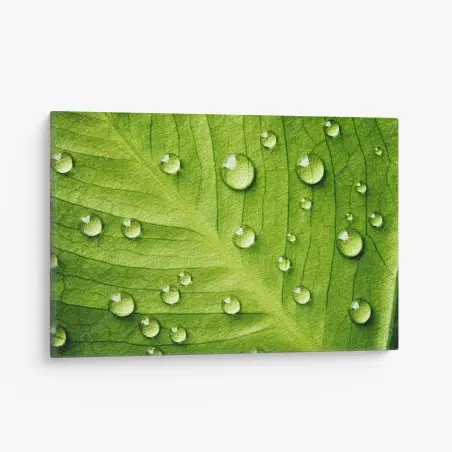 Leinwandbild frisches grünes blatt mit wassertropfen – Wallnifity®