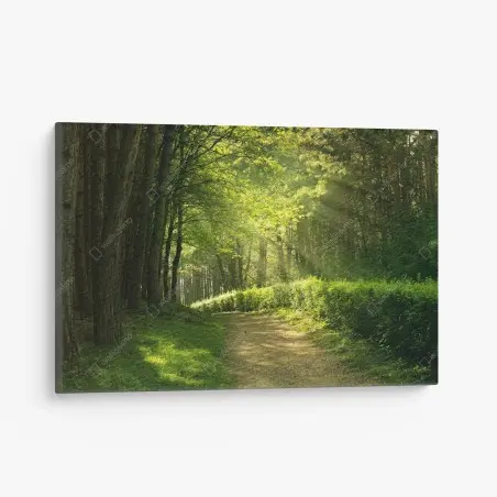 Leinwandbild sonnenbeschienener waldpfad im grünen – Wallnifity®