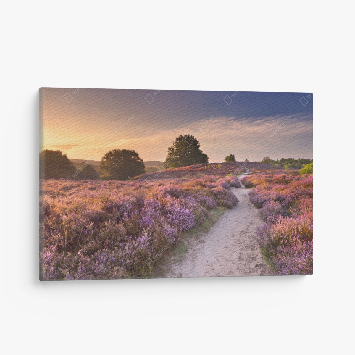 Leinwandbild Posbank bei sonnenaufgang über blühender heide – Wallnifity®