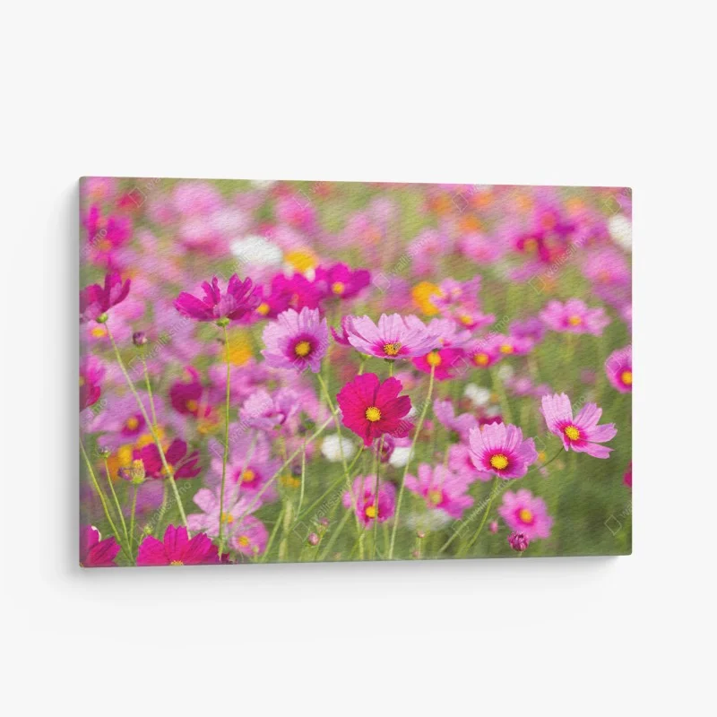 Leinwandbild rosa kosmeenwiese in blüte