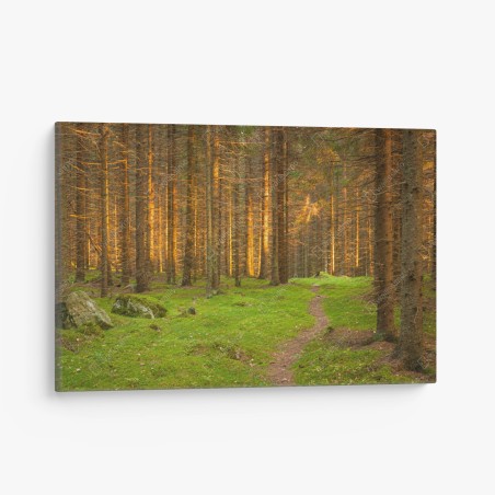 Leinwandbild goldenes licht im moosbedeckten kiefernwald – Wallnifity®