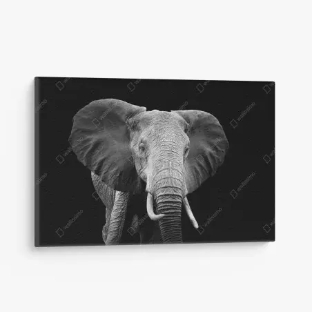 Leinwandbild majestätisches elefantenporträt in monochrom – Wallnifity®
