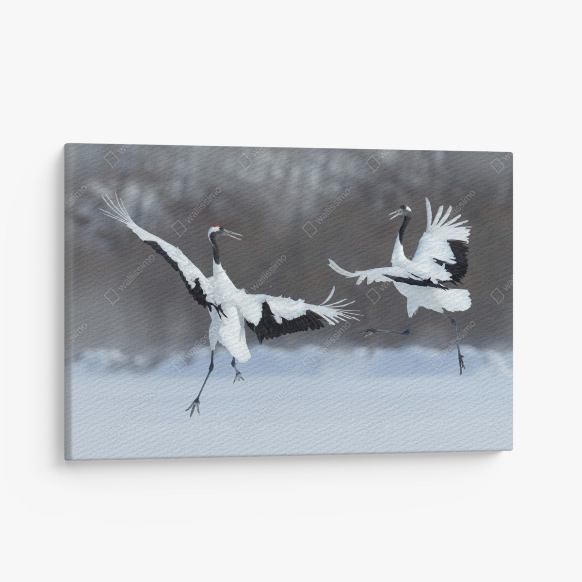 Leinwandbild tanzende rotkronenkraniche im schnee, Hokkaido – Wallnifity®