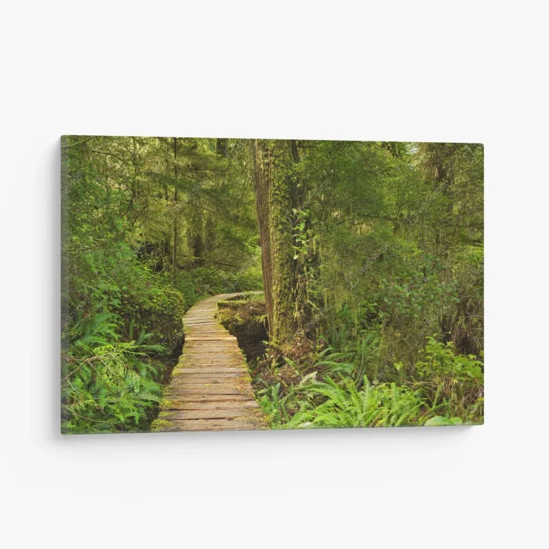Leinwandbild steg im Pacific Rim regenwald