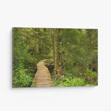 Leinwandbild steg im Pacific Rim regenwald – Wallnifity®
