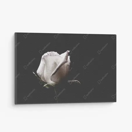 Leinwandbild weiße rose vor schwarzem hintergrund – Wallnifity®