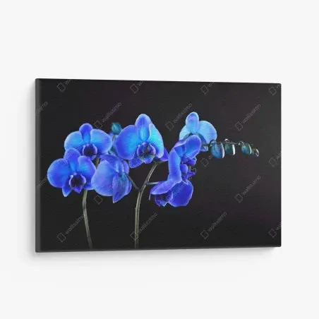 Leinwandbild leuchtende blaue orchidee vor schwarzem hintergrund – Wallnifity®