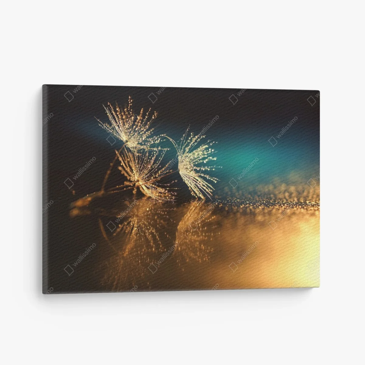 Leinwandbild goldene reflexion von löwenzahnsamen – Wallnifity® Leinwandbild goldene reflexion von löwenzahnsamen – Wallnifity®