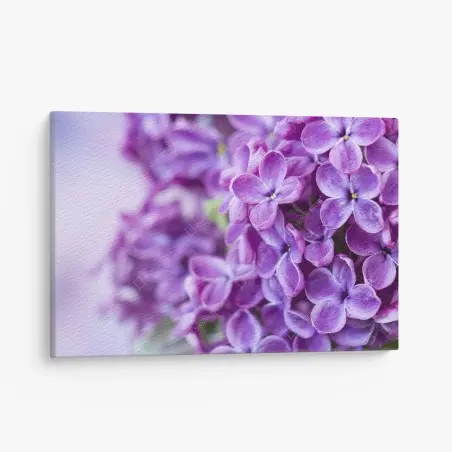 Leinwandbild lila fliederblüten nahaufnahme – Wallnifity®