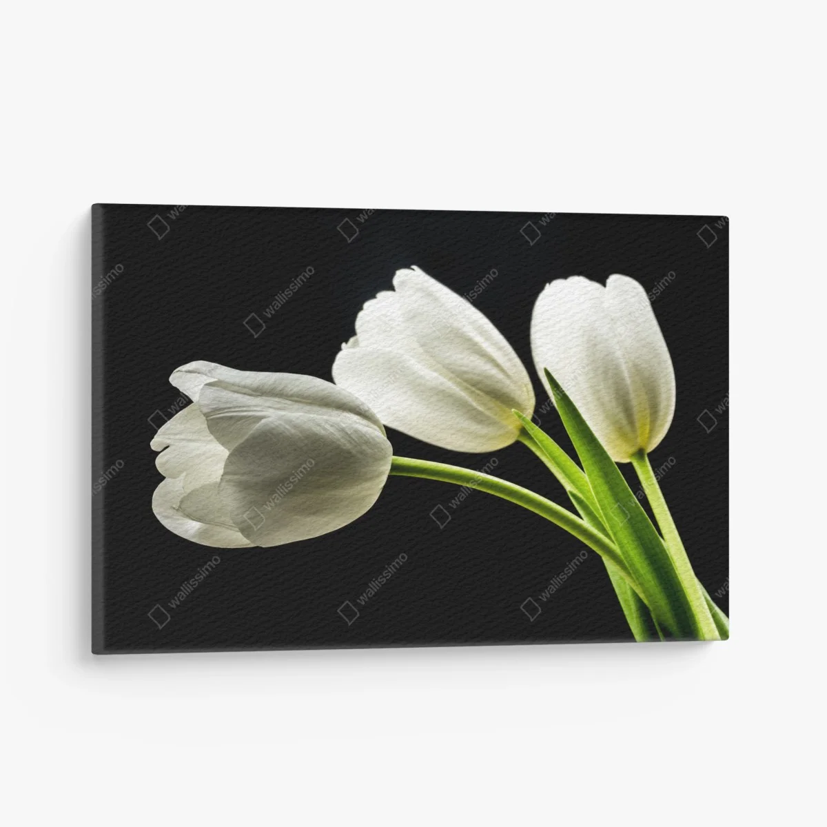 Leinwandbild elegante weiße tulpen vor schwarzem hintergrund – Wallnifity® Leinwandbild elegante weiße tulpen vor schwarzem hintergrund – Wallnifity®