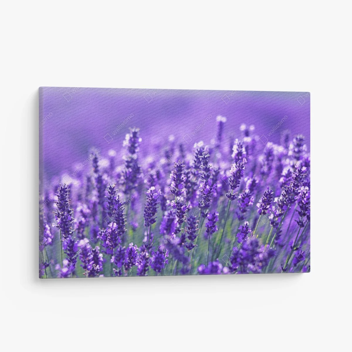 Leinwandbild lavendelfeld nahaufnahme – Wallnifity® Leinwandbild lavendelfeld nahaufnahme – Wallnifity®