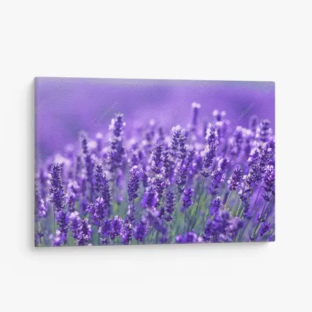 Leinwandbild lavendelfeld nahaufnahme – Wallnifity®