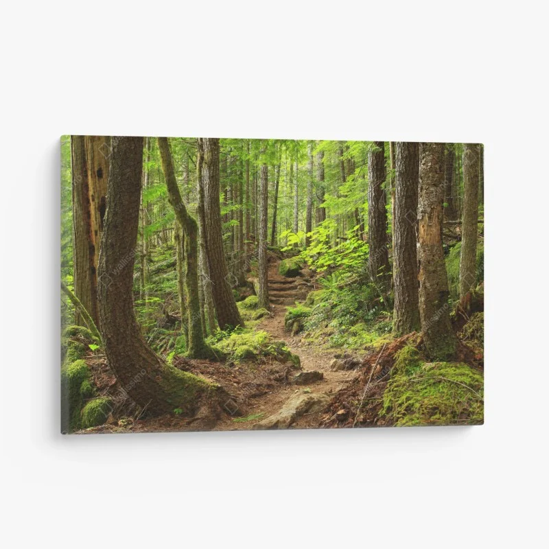Leinwandbild moosiger waldpfad