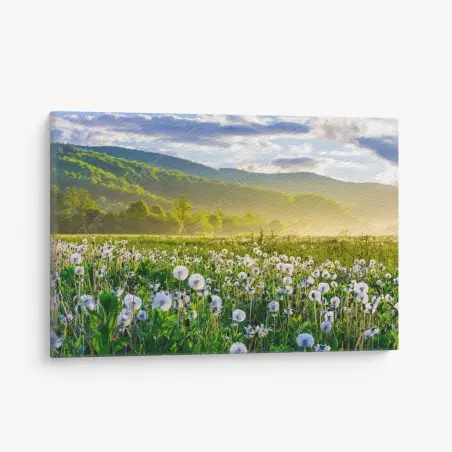 Leinwandbild neblige löwenzahnwiese im sonnenaufgang – Wallnifity®