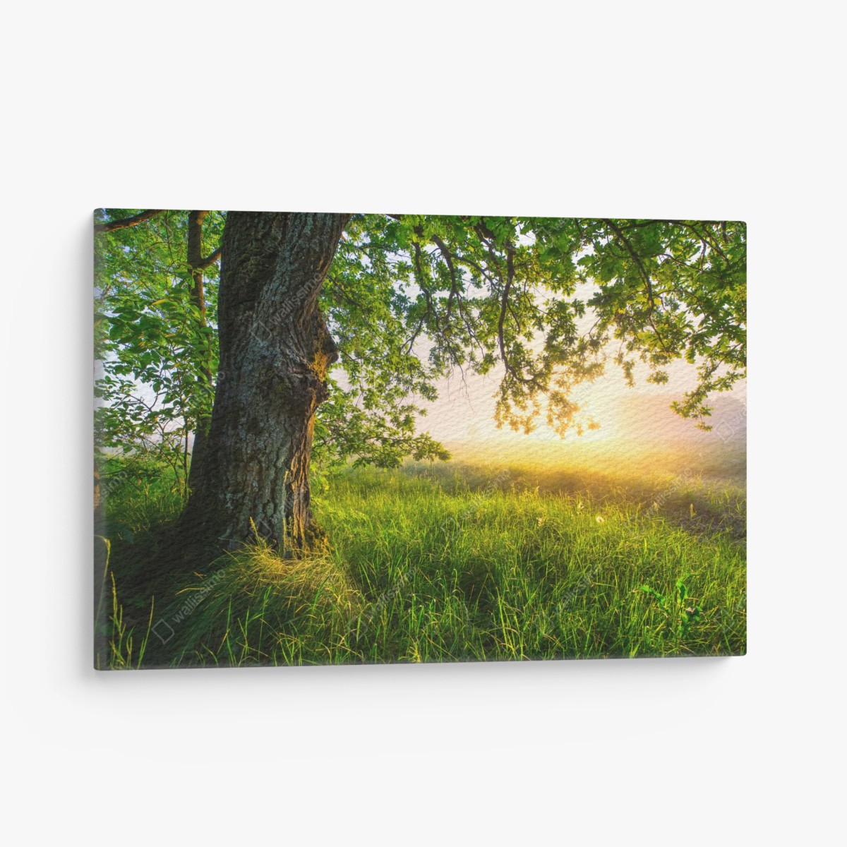 Leinwandbild morgendliche eiche auf sonnenbeschienener wiese – Wallnifity®