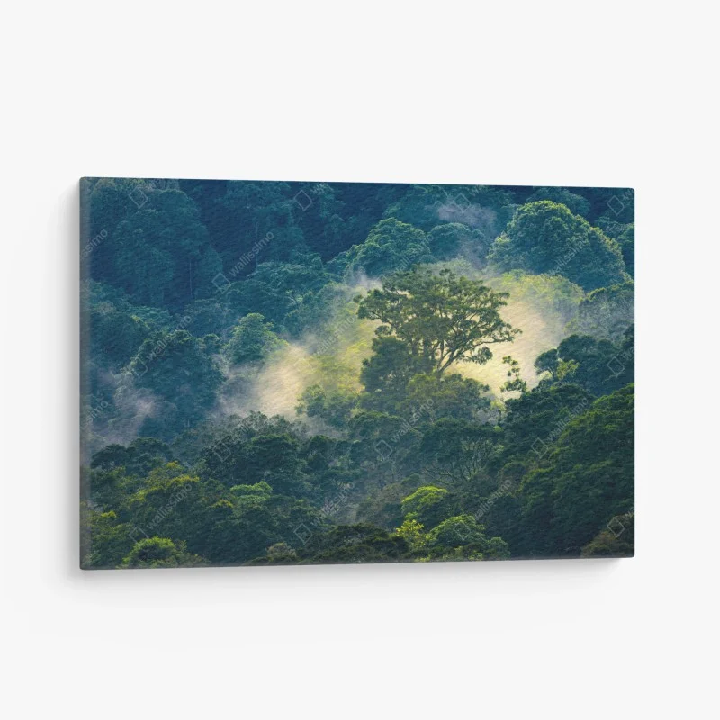 Wälder – Wallnifity®