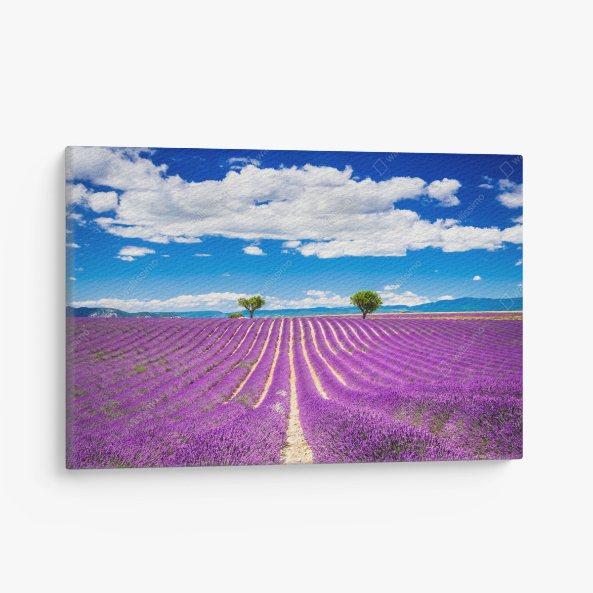 Leinwandbild lavendelfelder in Provence – Wallnifity®