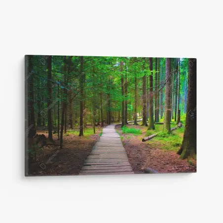 Leinwandbild ruhiger waldsteg im grünen – Wallnifity®