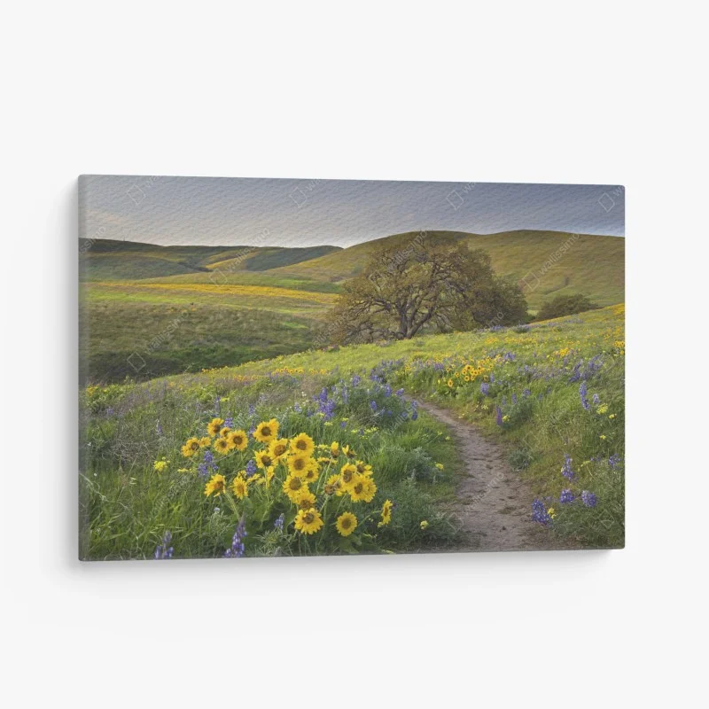 Leinwandbild pfad durch blumenwiese mit eichenbaum