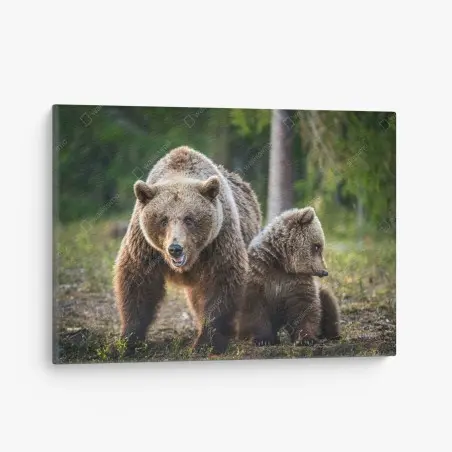 Leinwandbild braunbär mit jungem im wald – Wallnifity®