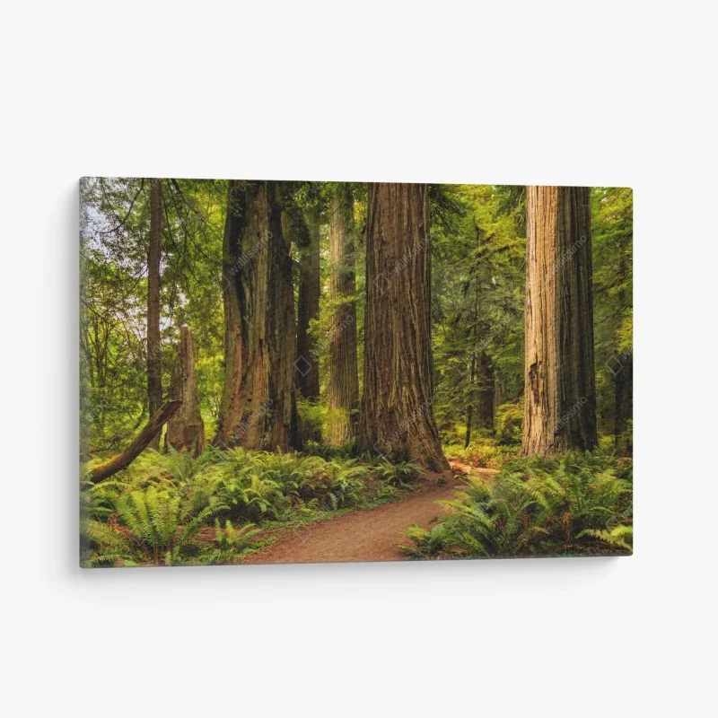 Wälder – Wallnifity®