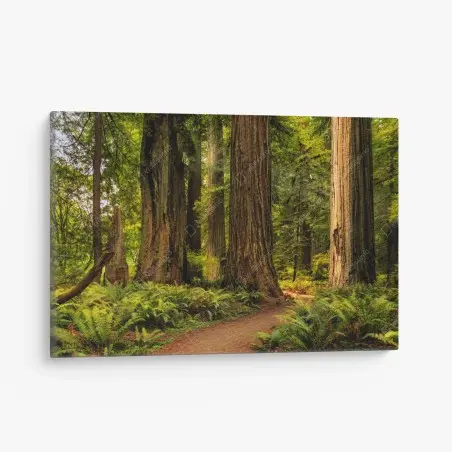 Leinwandbild Kalifornien mammutbäume waldweg – Wallnifity®