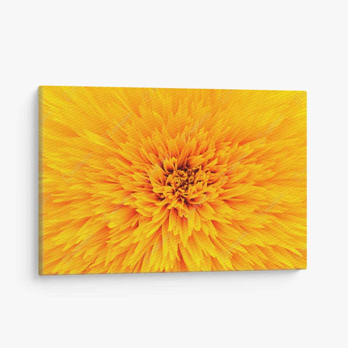 Leinwandbild strahlende sonnenblume nahaufnahme – Wallnifity®