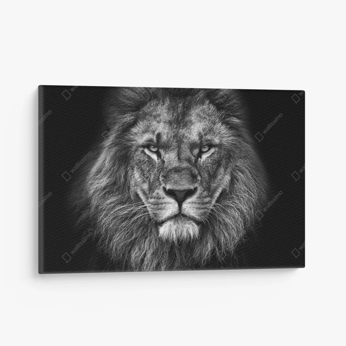 Leinwandbild majestätisches löwenportrait in monochrom – Wallnifity® Leinwandbild majestätisches löwenportrait in monochrom – Wallnifity®