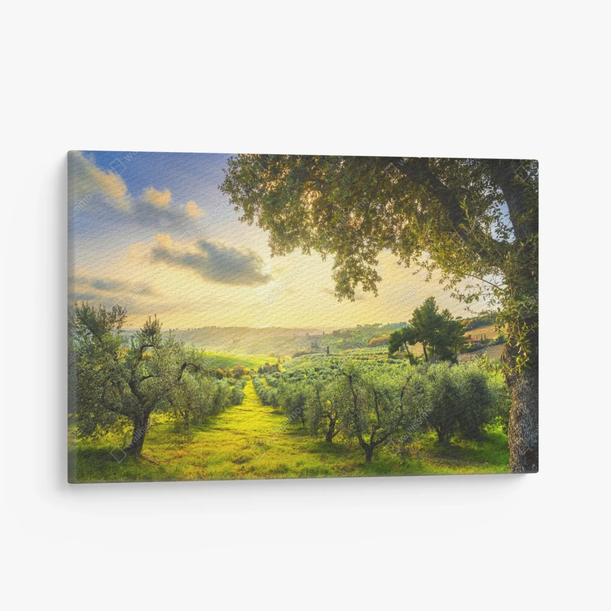 Leinwandbild olivenhain bei sonnenuntergang in Maremma, Toskana – Wallnifity® Leinwandbild olivenhain bei sonnenuntergang in Maremma, Toskana – Wallnifity®