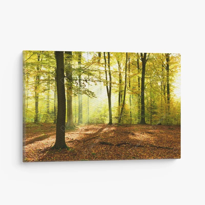 Wälder – Wallnifity®