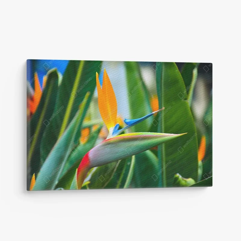 Leinwandbild leuchtende paradiesvogelblume – Wallnifity®