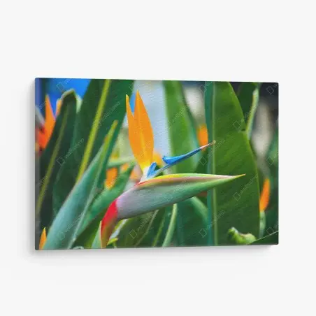 Leinwandbild leuchtende paradiesvogelblume – Wallnifity®