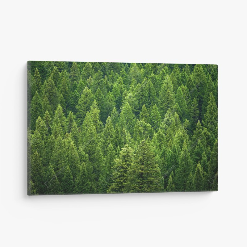 Wälder – Wallnifity®