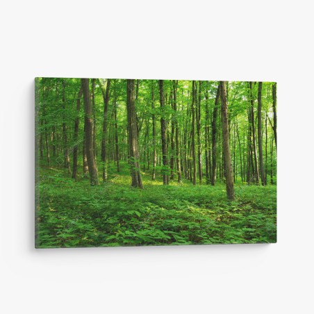 Leinwandbild sonniger grüner wald im frühling – Wallnifity®