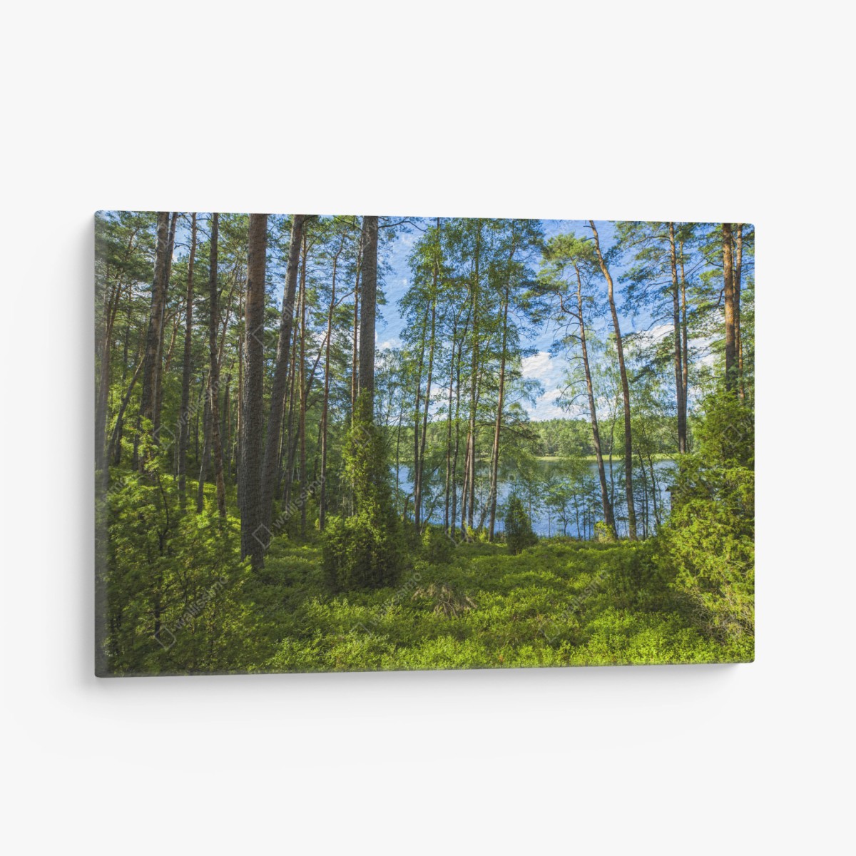 Leinwandbild ruhiger kiefernwald am see – Wallnifity®