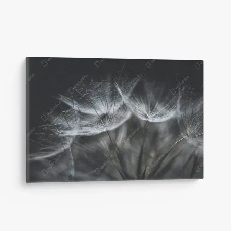 Leinwandbild zarte löwenzahnsamen in monochrom – Wallnifity®