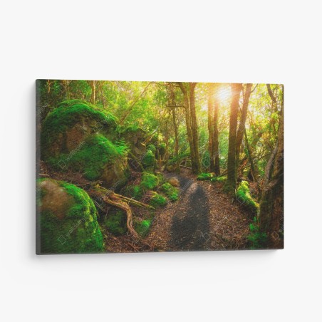Leinwandbild sonniger pfad im regenwald der Tasman-Halbinsel, Tasmanien – Wallnifity®