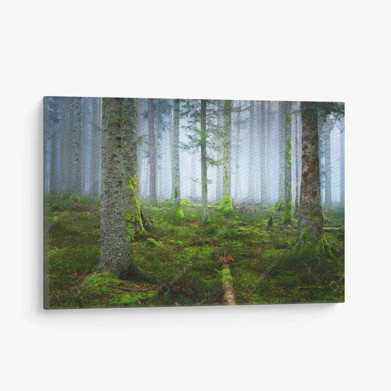 Leinwandbild nebliger kiefernwald aus dem Elsass
