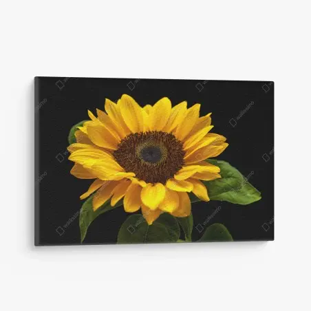 Leinwandbild leuchtende sonnenblume auf schwarzem hintergrund – Wallnifity®