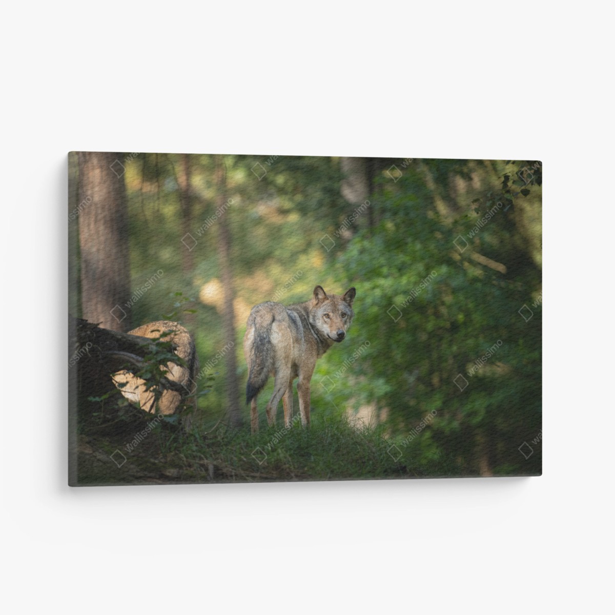 Leinwandbild wolf auf der lichtung im wald – Wallnifity®
