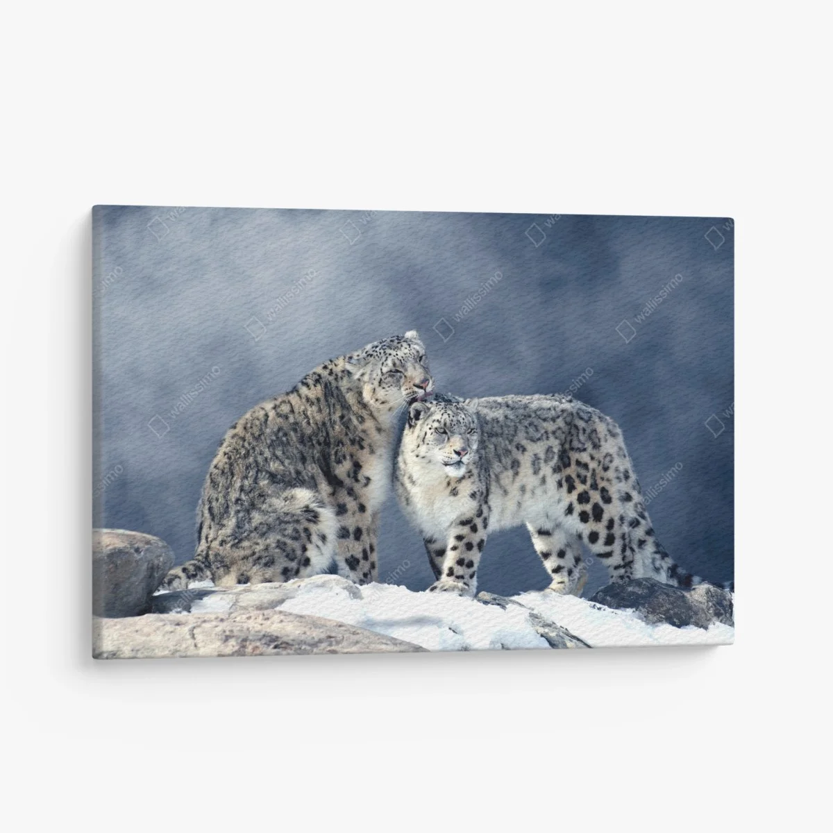 Leinwandbild majestätische schneeleoparden im winter – Wallnifity® Leinwandbild majestätische schneeleoparden im winter – Wallnifity®
