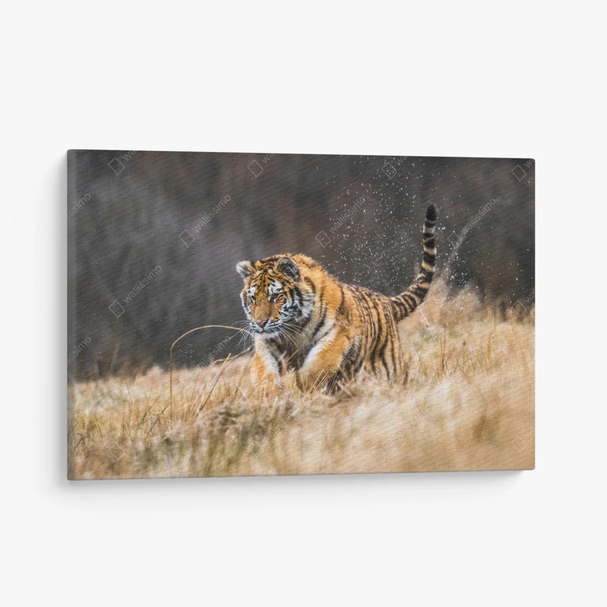 Leinwandbild sibirischer tiger in bewegung – Wallnifity® Leinwandbild sibirischer tiger in bewegung – Wallnifity®