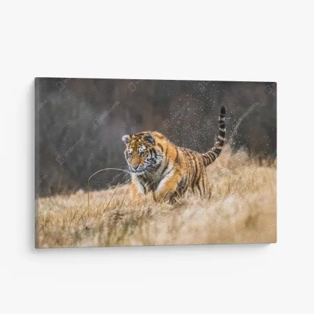 Leinwandbild sibirischer tiger in bewegung – Wallnifity®