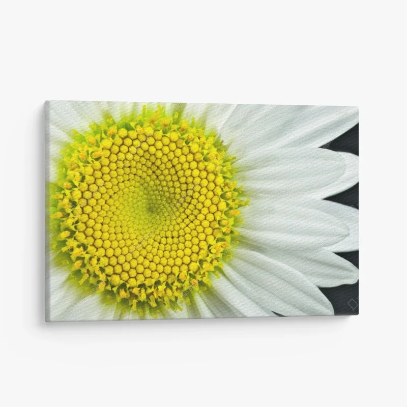 Leinwandbild makro gänseblümchen spiralmuster