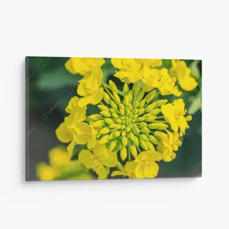 Leinwandbild lebhafte gelbe rapsblüte im nahen makro – Wallnifity®